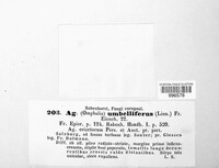 Agaricus umbelliferus image